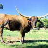 Westhaven Clear Mist is a true grulla bred cow with 4 more years of horn growth ahead. She passes on her unique butterscotch coloring and long smooth build. A Clear Win granddaughter, she produces big beautiful calves without fuss. $3100