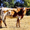 Westhaven Gold Frappe is 18 months old, with perfect horns, conformation, coloring and disposition. Sired by Int. Champion Gold Run, she is also a Drag Iron granddaughter. Exposed to Rusty for a spring 2025 calf. $2900