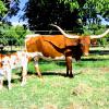 Westhaven Clear Reverie is a 6 year old proven cow who produces  spectacular calves. At side is 6-week old herdsire prospect bull calf sired by our Gold Run son Chinook. She is very gentle, calm and easy, exposed back for a possible 3-in-1:  $3800 for the pair