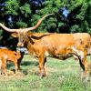 WH Touchdown EasterEve is a TK Royal T daughter, 4 years old with a 3 week old bull calf at side sired by Phoenix Iron. Eve's horns will grow another 3 years. She has perfect conformation and is a great mama. $3800 for the pair