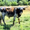 Westhaven Gold Buccaneer is a yearling pasture ornament steer, with the most fantastic coloring to go with his social and gentle personality. He has huge names like Rebel HR in his pedigree and he will stop traffic with his beauty then lick your hand. $1900