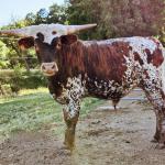 Westhaven Gold Buccaneer is a yearling pasture ornament steer, with the most fantastic coloring to go with his huge horns, and social, gentle personality. He is a Rebel HR son, so he will  stop traffic with his beauty then lick your hand. Sold!