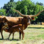 WH Touchdown EasterEve is a stunning TK Royal T daughter, 4 years old with one month old bull calf with big horn buds at side sired by a Gold Run son. Eve's horns will grow another 3 years. She has everything: color, conformation, horns and proven production. Sold!

