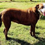 Westhaven's LilliRose is a working 3-year old female purebred Catahoula, spayed and started on cattle and goats. She is sweet, eager, fearless. sensitive and loving, a herder not hunter. Great watchdog. She will do best with one special kind owner and lots of work on her own special ranch. $900