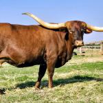 PCC 50 Apologies is a BCB granddaughter and wonderful mother. She is in her prime and will be a great addition to your herd. $3000