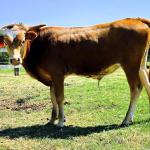 Westhaven Gold Casanova is a 9 month old steer with a stunning honey colored coat and personality to match. He comes to call, will have huge horns as he is a Gold Run grandson. $1300 or see package pricing. 