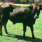 Westhaven Frankincense Iron is an 8.5 month old stunning steer that has just turned black. He is big and will have huge horns as he is a Drag Iron grandson. $1300 or discounted in package. 