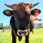 Here is a headshot of our lovely Frankincense steer, Frankie for short. He is calm and friendly, will come to call. $1300 or further discounted in the package 