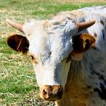 Headhsot of our lovely Cloudburst pasture ornament steer. He is calm and friendly. $1300 further discounted in the package. 