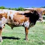 Westhaven MoreThanA 5050 Chance is a stunning 17.5 month old grulla brindle bull, grandson on both sides to legendary 5050 BCB bull. Chance has huge lateral horns, perfectly smooth conformation, is social and gentle, adding big pedigree, color and horns to your herd! $3500
