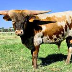 Westhaven Morethana5050 Chance is dog gentle, grulla brindle and measured 47" Tip to tip on 9/1/2025 at 17 months old, with 5 more years of horn growth ahead. He will bring smooth conformation, color, lateral horns and sweet dispositions to your herd! $3500