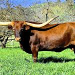 PCC 50 Apologies is a big cow bred to Rusty Shade Iron for a fall 2026 calf. She is a 5050 BCB granddaughter with Bandera Chex and other blue chip names in her pedigree. $3500