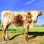 Westhaven Klondike is a gentle, 8 month old pasture ornament steer. He is splashy and sweet, and will grow up to have huge horns to match his lovely temperment. $1700