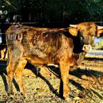 Westhaven Shadow Iron, grandson of Drag Iron, turning brindle!